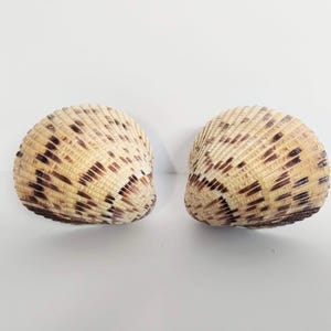 Set of 2 Medium Giant Atlantic Cockle Shell Drawer or Cabinet Pulls