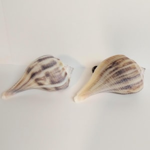 Florida Pear Whelk Seashell Cabinet or Drawer Knobs