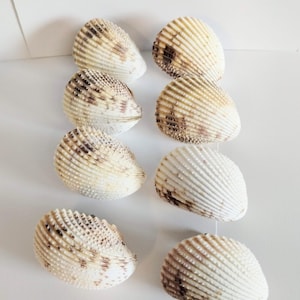May include: Eight off-white cockle shells arranged in two vertical columns. Each shell features a rounded, heart-shaped form with prominent, radiating ridges and textured surfaces. The shells display natural brown mottled patterns and speckles.