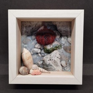 May include: A framed shadow box featuring a red sea urchin, various seashells, and gray rocks. The scene is set against a light blue background, creating a coastal theme. The frame is made of light-colored wood.