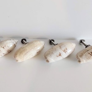 Lettered Olive Florida Seashell Drawer or Cabinet Pulls - lt