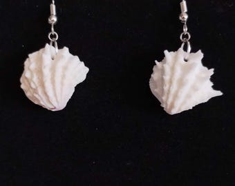 Spiny Jewelbox Florida Seashell Earrings
