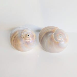 May include: Two smooth, rounded sea shells featuring a swirling, spiral pattern. The shells display a gradient of soft beige, tan, and off-white tones with a polished, glossy finish. Each shell has a small, centered apex and a curved, globular shape.