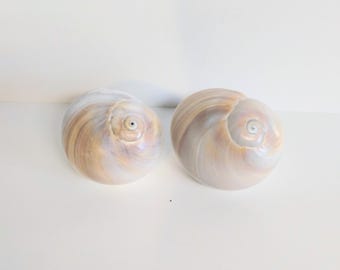 Pair of Medium Florida Shark Eye Moon Snail Drawer Pulls