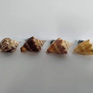 Set of 4 Juvenile Fighting Conch Shell Drawer or Cabinet Pulls