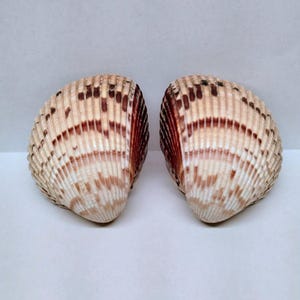 May include: Two seashells with a ribbed texture and a fan-like shape. The shells are primarily beige with brown and reddish-brown markings. The shells are displayed against a white background.