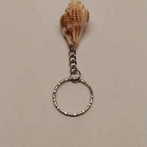 May include: A seashell keychain featuring a natural, tan and brown seashell. The shell is attached to a silver-colored chain and a key ring. The keychain is a decorative accessory.