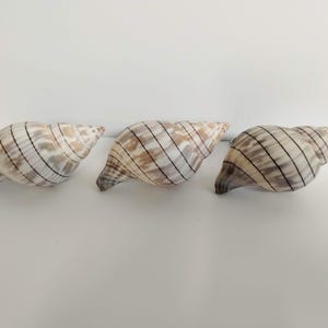 Trio of Banded Tulip Shell Drawer or Cabinet Pulls