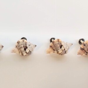 Set of 4 Apple Murex Seashell Drawer or Cabinet Pulls/Knobs - sm