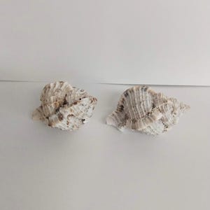 May include: Two seashells with a textured surface and a natural, organic appearance. The shells have a mix of beige, brown, and white tones, and are positioned against a plain white background. The shells are a natural product.