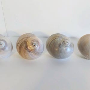 Set of 4 Large Florida Shark Eye Seashell Drawer or Cabinet Knobs or Pulls