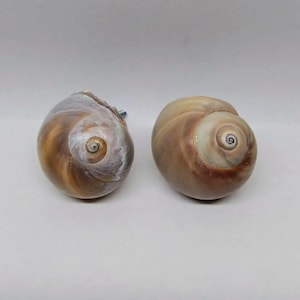 May include: Two natural seashell cabinet knobs. The knobs are a mix of tan, brown, and white, with a spiral pattern. One knob has a silver screw attached. These decorative knobs are perfect for adding a coastal touch to furniture.
