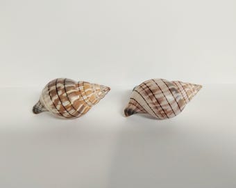 Pair of Lighter Banded Tulip Drawer or Cabinet Pulls