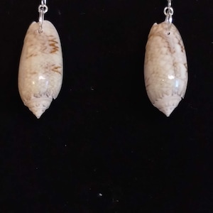 May include: A pair of seashell earrings. Each earring features a natural, elongated shell with a cream and brown mottled pattern. The shells are suspended from silver-colored fish hook ear wires against a black background.