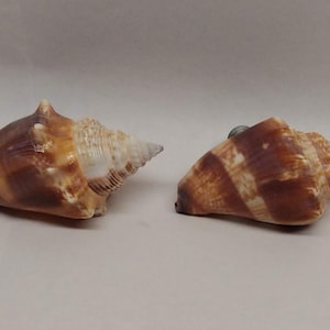 Pair of Fighting Conch Shell Drawer or Cabinet Pulls - 1