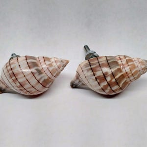 May include: Two seashell cabinet knobs with metal hardware. The knobs are a natural beige color with brown stripes and a glossy finish. These decorative knobs are perfect for adding a coastal touch to furniture.