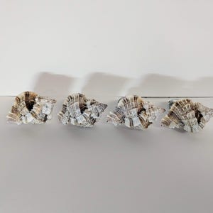 May include: Four seashells with a textured, ridged surface. The shells have a mix of brown, tan, and white coloration. They are arranged in a row against a white background, with shadows cast behind them.