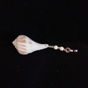 Pear Whelk Light Pull - small