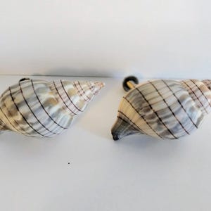 May include: Two cabinet knobs shaped like spiral seashells. Each knob features a natural off-white and grey color palette with distinct dark brown vertical stripes running along the length of the shell. A small metal mounting bolt is visible.