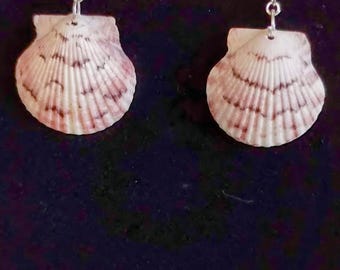 Calico Scallop Florida Seashell Earrings - pink