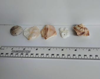 Pre-Drilled Florida Seashells - 3