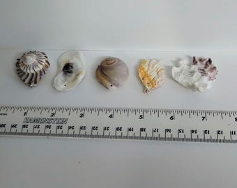 Pre-Drilled Florida Seashells - 4