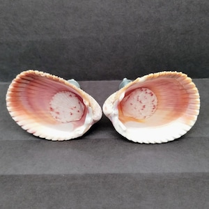 May include: Two seashell drawer pulls. Each shell is open, revealing a pink and white interior with a small, round, textured center. The outer edges are a mix of white and tan. The pulls are mounted on silver hardware.