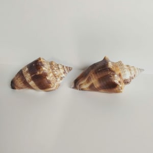 Pair of Fighting Conch Shell Drawer or Cabinet Pulls - 1