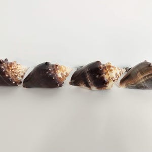 May include: Four seashells with brown and tan coloration are arranged in a row. The shells have a textured surface and a spiral shape, with a lighter color on the interior. The shells are on a white surface.