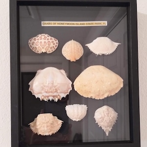 May include: A framed display of crab shells from Honeymoon Island State Park, FL. The shells vary in size, shape, and color, ranging from beige to off-white, with intricate textures and patterns. The black frame provides a contrasting border.