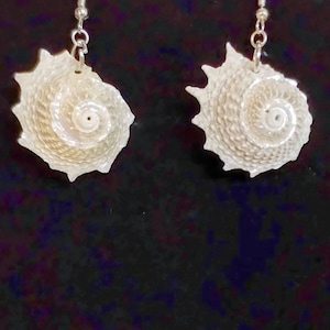 Long-spined Atlantic Star Florida Seashell Earrings - lg