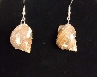 Chestnut Turban Flordia Seashell Earrings - dk