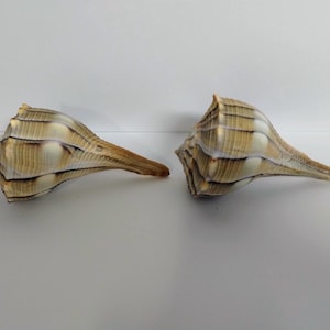 Pair of Lightning Whelk Shell Pulls or Knobs - lg