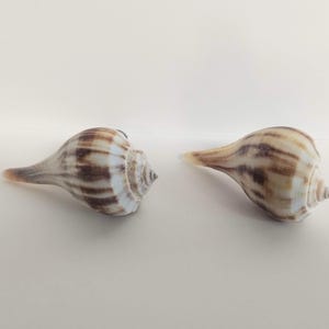 May include: Two seashells with a spiral shape and a long, pointed end. The shells have a pattern of brown and white stripes. The shells are lying on a white surface.
