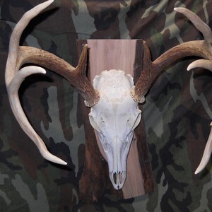 Rustikales europäisches Montagebrett / Plakette aus Holz mit natürlicher Kante