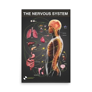 Gonstead Nervous System