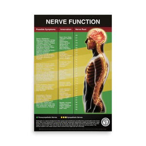 May include: A poster titled "NERVE FUNCTION" showing a diagram of the human nervous system. The poster features a side profile of a person with a highlighted spine and brain, alongside lists of possible symptoms, innervation, and nerve root locations.