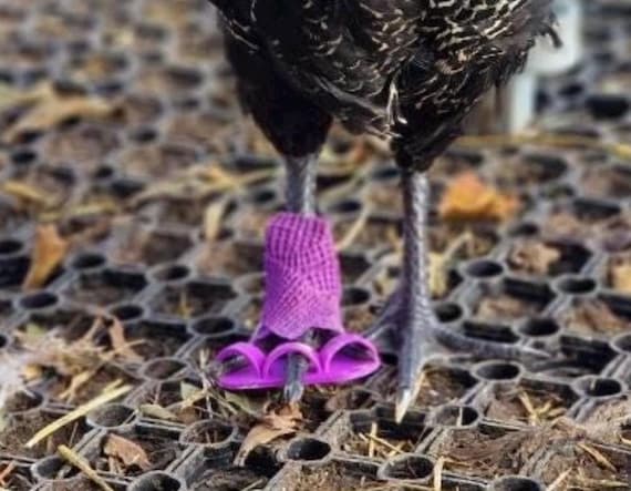 KunoNana Chicken Leg & Feet Splint – 4 Sizes With Toe Separator, PLA Material, Includes 2 Rolls Adhesive Tape, For Poultry Leg Treatment