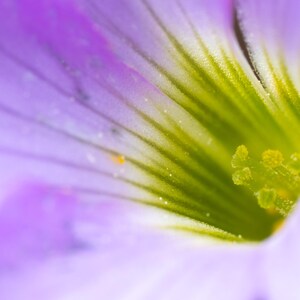 Petal Peeking Framed Art - Macro Nature Photography Print - Flower Photography Print - Plant Photography Print - Flowers Photography Print