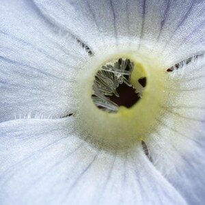 Glass Flower Framed Art - Macro Nature Photography Print - Flower Photography Print - Plant Photography Print - Flowers Photography Print