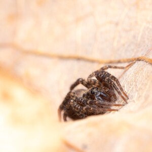 Mini Spider Framed Art - Macro Nature Photography Print - Spider Photography Print - Wildlife Photography Print - Animal Photography Print