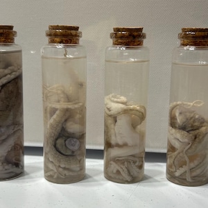 Baby Octopus Wet Specimen