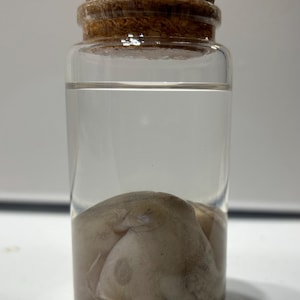 Whole Octopus Wet Specimen