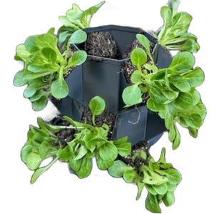 May include: A black, geometric, multi-tiered planter filled with soil and vibrant green leafy plants. The planter has a unique, angular design, and the plants are lush and healthy, suggesting a vertical gardening system.