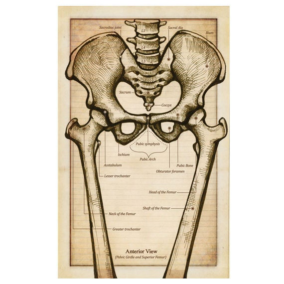 Items similar to Anatomy of the Pelvic Girdle Flash Card - Antique