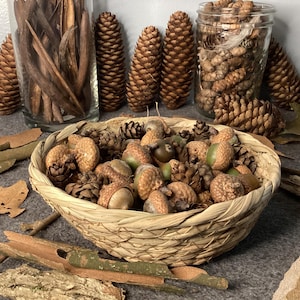 50 Acorns and 50 Eastern Hemlock Pinecones with basket