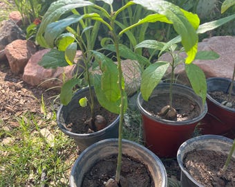 Live Avocado Tree | Organic Healthy Seed-Grown Alkaline Plant | Approx. 12–24 Inches | Potted Tropical Fruit Tree (cold hardy heat tolerant)
