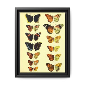 Butterfly Wall Art Print, Framed Vintage Butterfly Decor, Nature Lover Gift, Home Wall Decor, Insect Art for Living Room