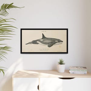 Vintage Whale Art Print, Framed Coastal Decor, Nautical Wall Art, Ocean Lover Gift, Marine Life Artwork, Home Office Decoration, Orca