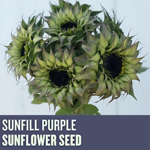 NEW**SunFill Purple Sunflower Seeds | Unique Green-Purple Blooms | Cut Flower Filler | Easy Grow Garden Seeds